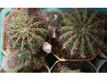 Lobivia dobeana VG-556