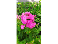 IMG 20200727 090956 1.jpg