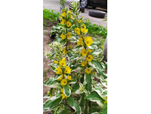 ��������� ���������