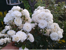 ���� �������� ����� �2