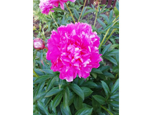 IMG 20200624 171605.jpg