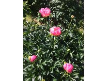 Pink Hawaiian Coral 350�.jpg
