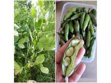 ���� ���������� (��������)