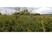 IMG 20200716 172339.jpg