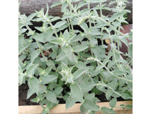 Gina ���� �����