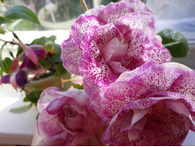 �� �������