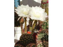 Echinopsis ancistrophora VG-635