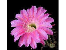 Echinopsis hybrid Maria Piazza
