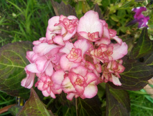 ��� �����