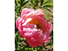 IMG 20200624 095728.jpg