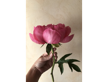 ���� ������� Paeonia Cytherea (� 2020 �� ����)
