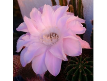 Echinopsis eyriesii