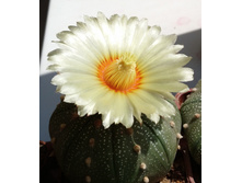 Astrophytum asterias