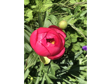 ���� ������� Paeonia Cytherea (� 2020 �� ����)