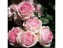 ���� �����-��������� ����� ���� �2