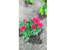 IMG 20200621 200110.jpg