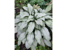 �������� ��������