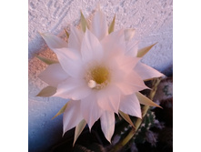 Echinopsis subdenudata