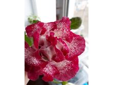 ��� ����