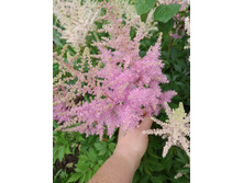 �������� ������� - 70 �.