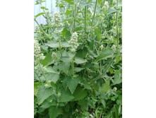 ������� 1