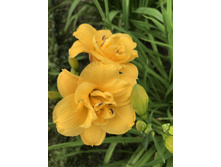 ������ �������� ������� ����