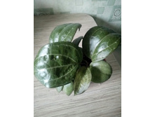 SP. SARAWAK CREAM.