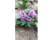 �������