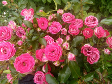 ���� ����������