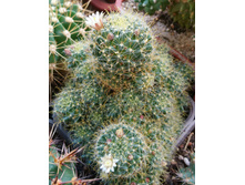 Mammillaria wildii
