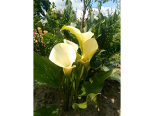 IMG 20200726 130418.jpg