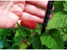 ������� ������ ����  ������ ����������,150 ���