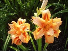 �������� ������ ��������