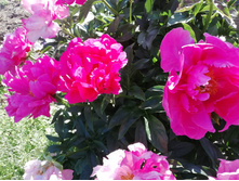 IMG 20200624 171340.jpg