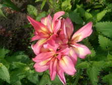 IMG 20200711 133649.jpg