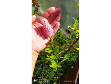 ������ �����,�������� ����,300 ���