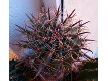 Ferocactus sp.