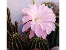 Echinopsis eyriesii