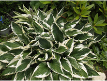 ����� �������