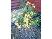 IMG 20200614 204024.jpg