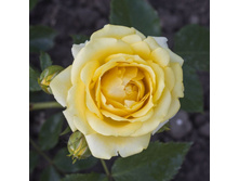 ��� ���� (298)