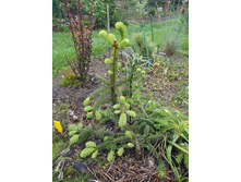 ��� �������