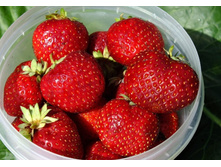 ������� (�������� ����� �������)