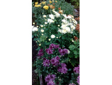 ������ 20-16  � �������� ��������