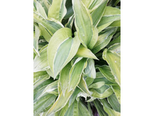 ���� ������ �������