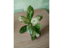 Ixora Finlaysoniana variegata.