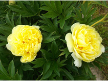 ���� ���������