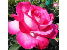 ��� ����� (342)