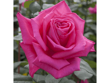 ������ ������� (267)