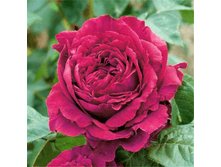 ������ ����� (221)